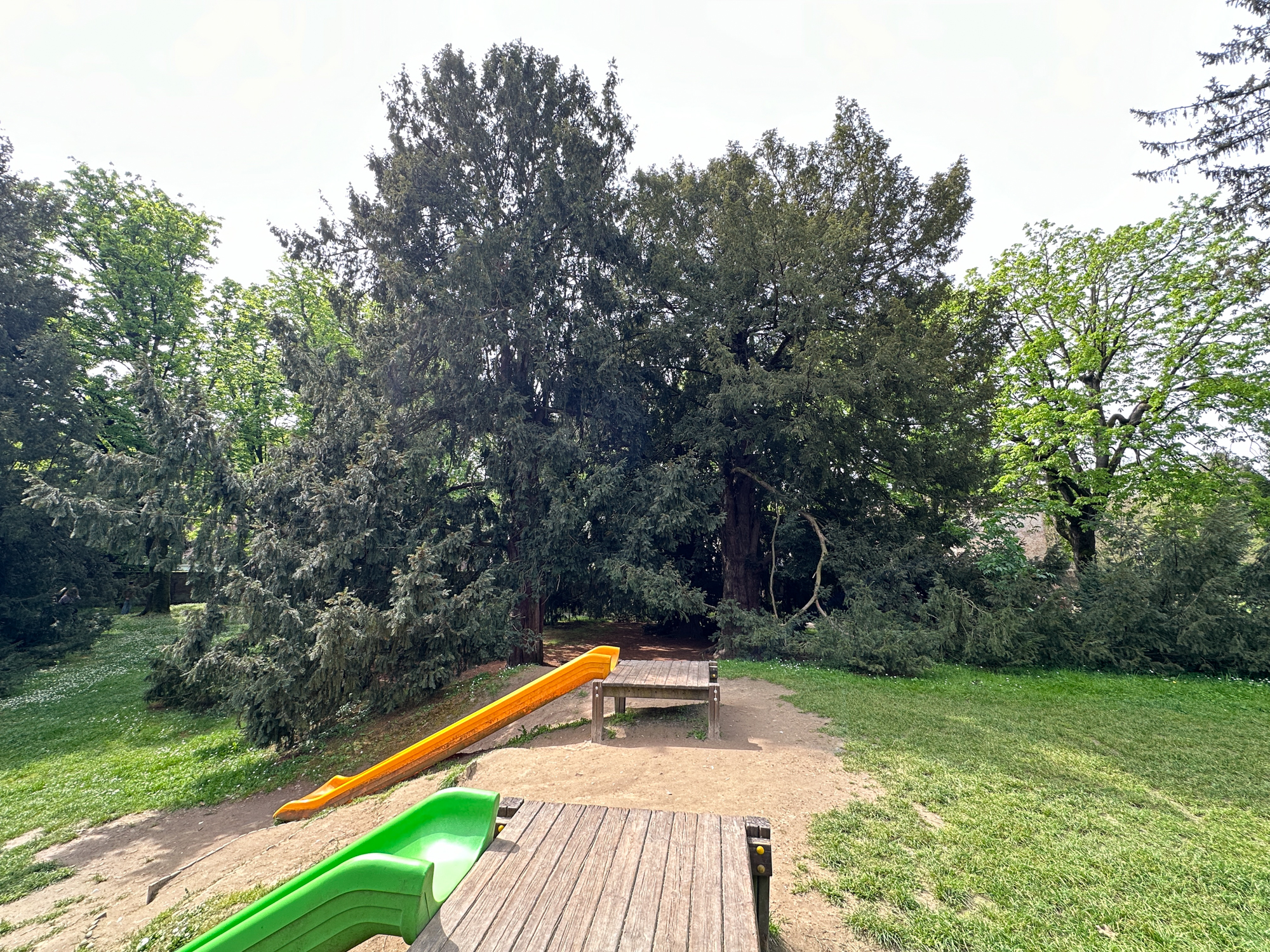 Tasso(insieme omogeneo)_Ferrara_Parco Massari_IMG_3209 2